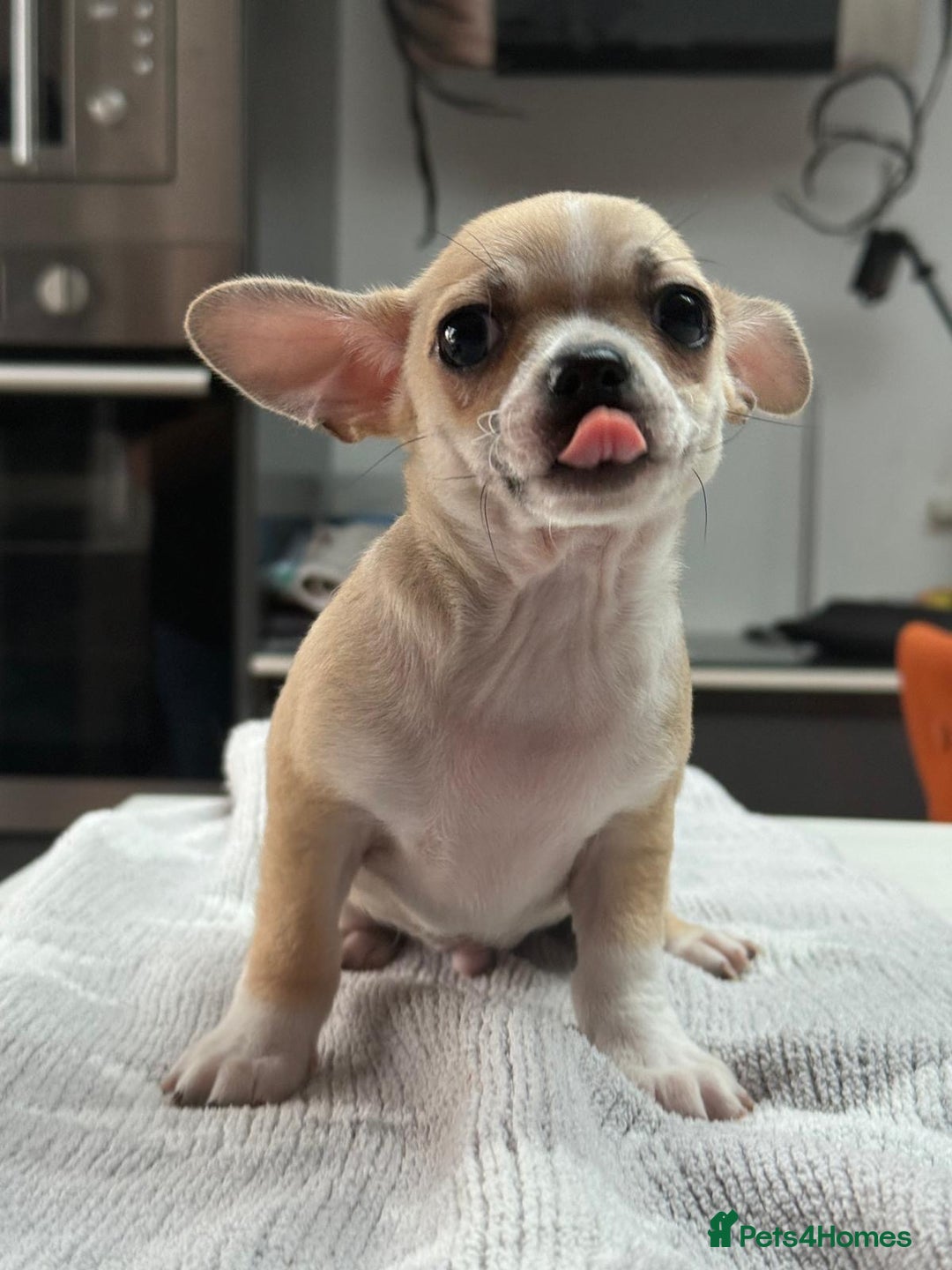 Chihuahua dogs for sale: Chihuahua  - Advert 7