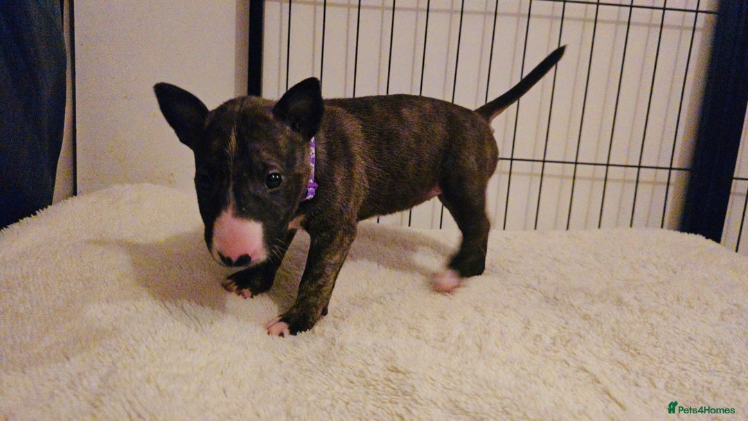 English Bull Terrier dogs for sale: 9 KC REGISTERED ENGLISH BULL TERRIER PUPPEIES in Thetford - Image 2