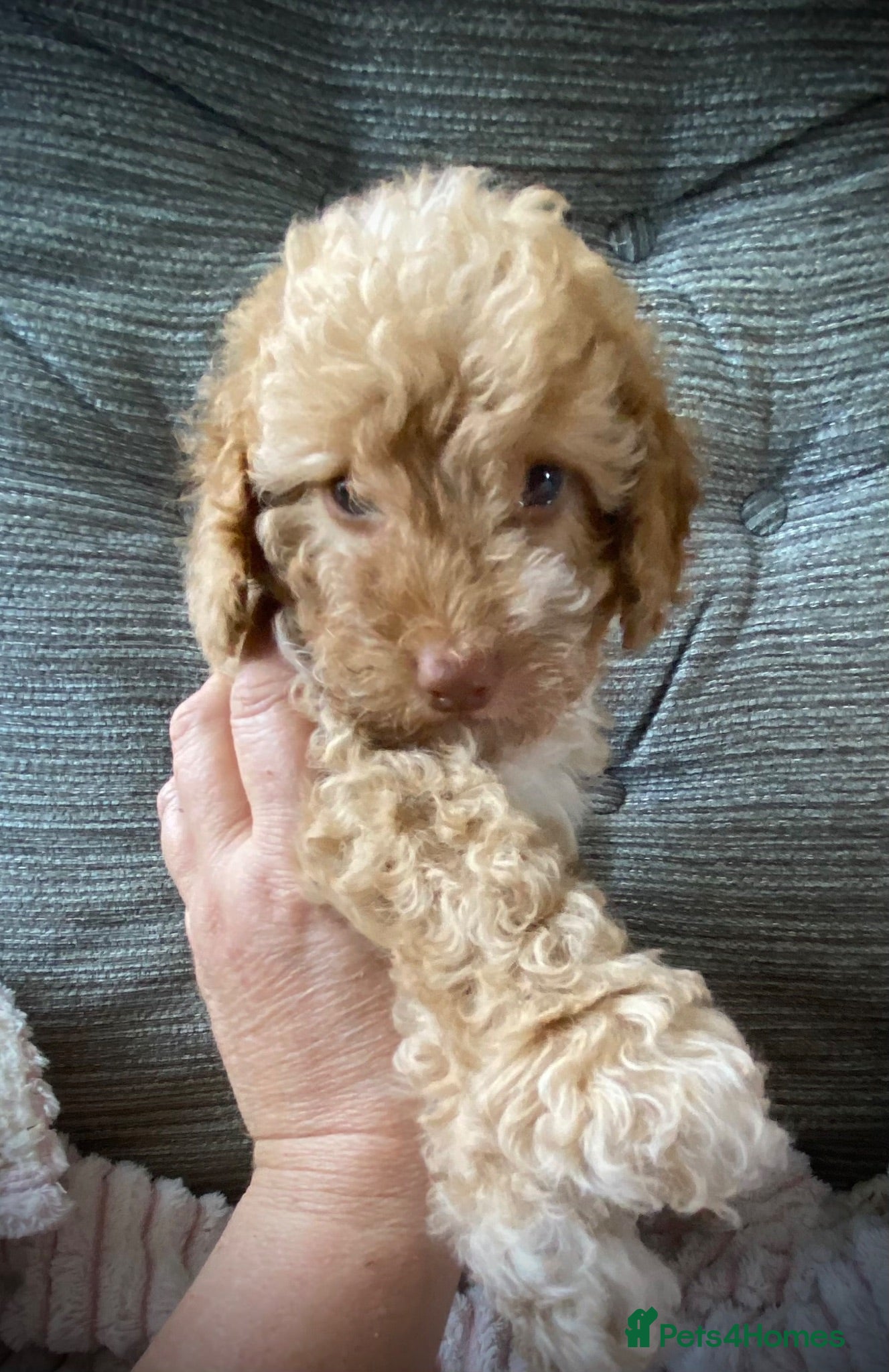 Cockapoo dogs Multi generation DNA Health Clear Cockapoo Pups  - Advert 2