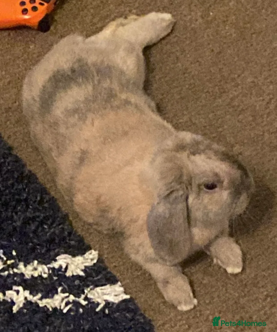 Mixed Breed rabbits for sale: 🐰 Adorable Bunny for Sale – Meet Tobi! 🐰 - Advert 3