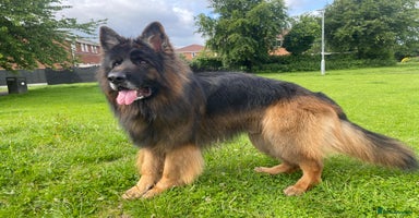 German Shepherd dogs in Lancaster - Advert 8