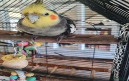 Cockatiels birds for sale: Hand tame cockatiels with cage - Image 9
