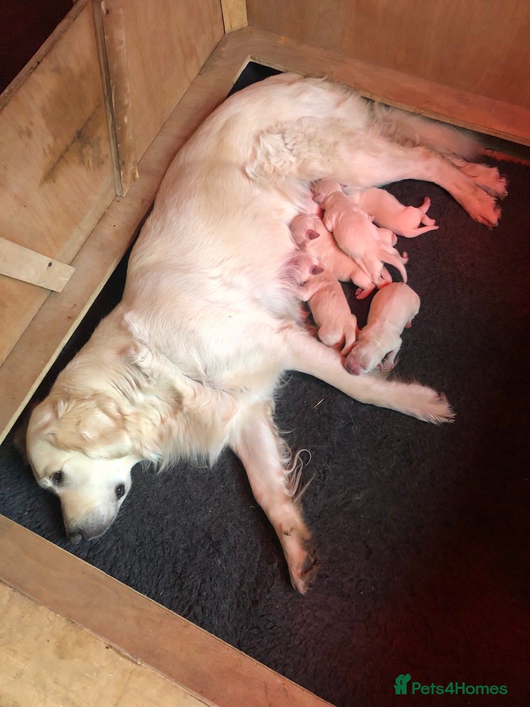 Golden Retriever dogs for sale: Beautiful Goldies - Advert 9