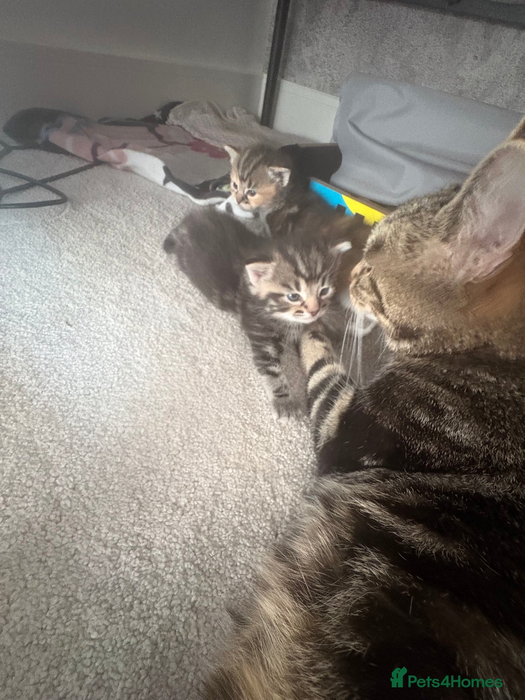 Domestic Shorthair cats for sale: Beautiful/chunky domestic short hair kittens  - Image 12