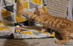 Bengal cats for sale: 💖🐱🐯Cute Half Bengel Kittens🐆🐈‍⬛💖 - Image 24