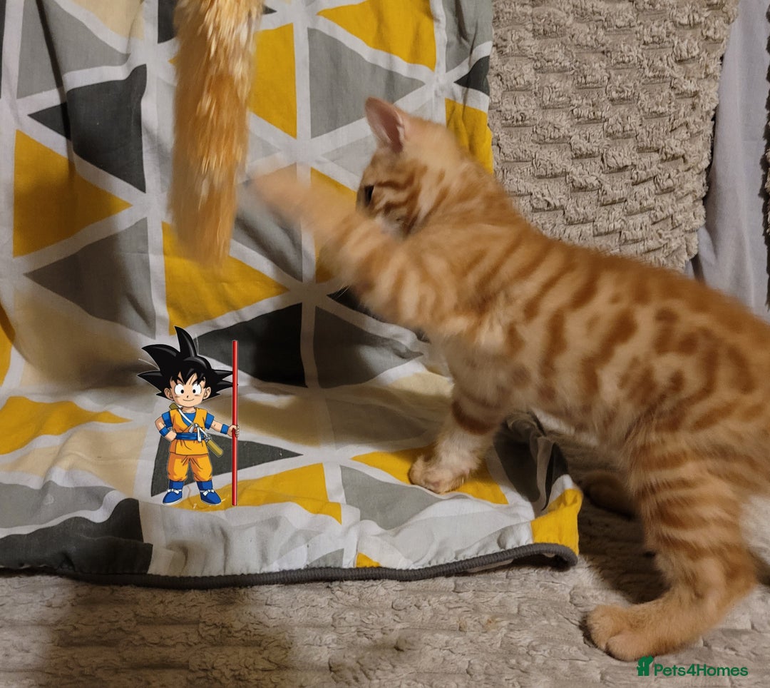 Bengal cats for sale: 💖🐱🐯Cute Half Bengel Kittens🐆🐈‍⬛💖 - Image 24