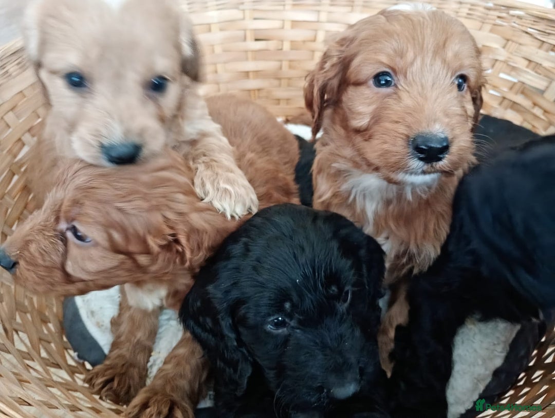 Cockapoo dogs for sale: F1 Cockapoo pups for sale - Image 3