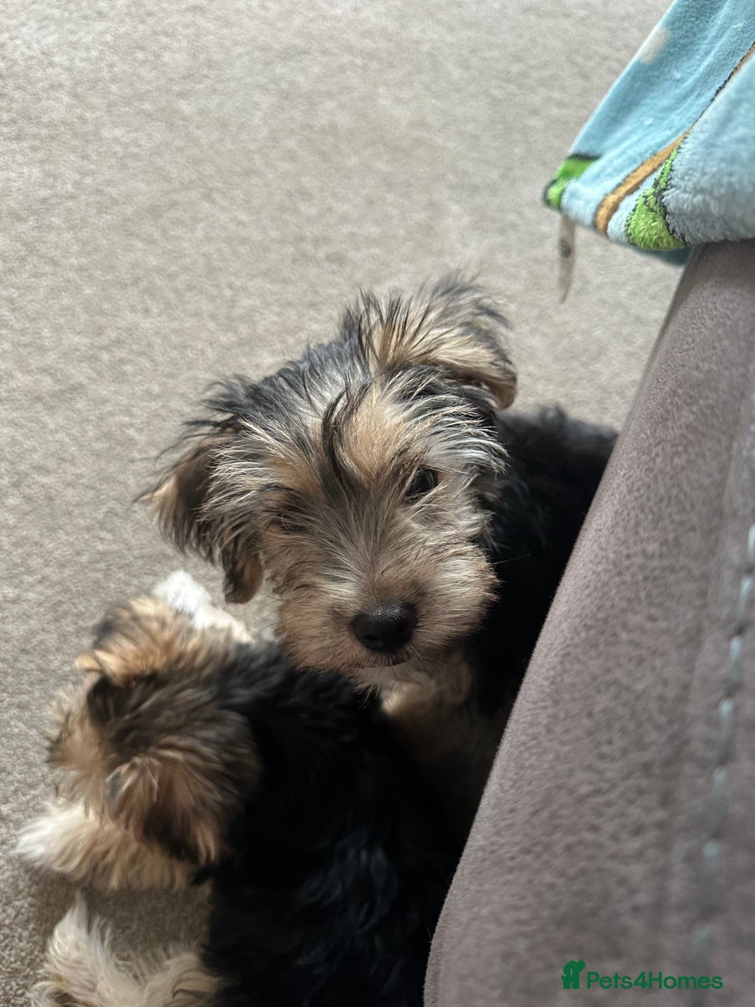 Morkie dogs for sale: Morkie Pups - Image 23