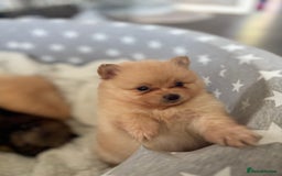 Pomeranian dogs for sale: ** Pomeranian Puppies 🐶🤍🐻🤎 - Image 1