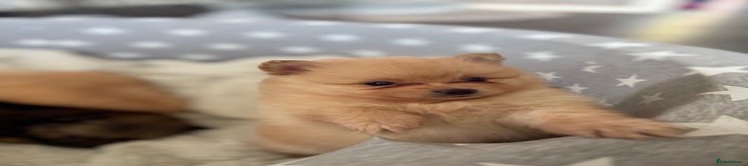Pomeranian Puppy 5