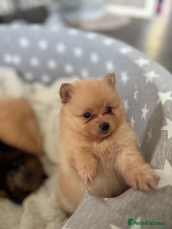 Pomeranian dogs - Advert 3