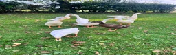 Ducks poultry for sale: White Indian Runner Drakes  - Advert 4