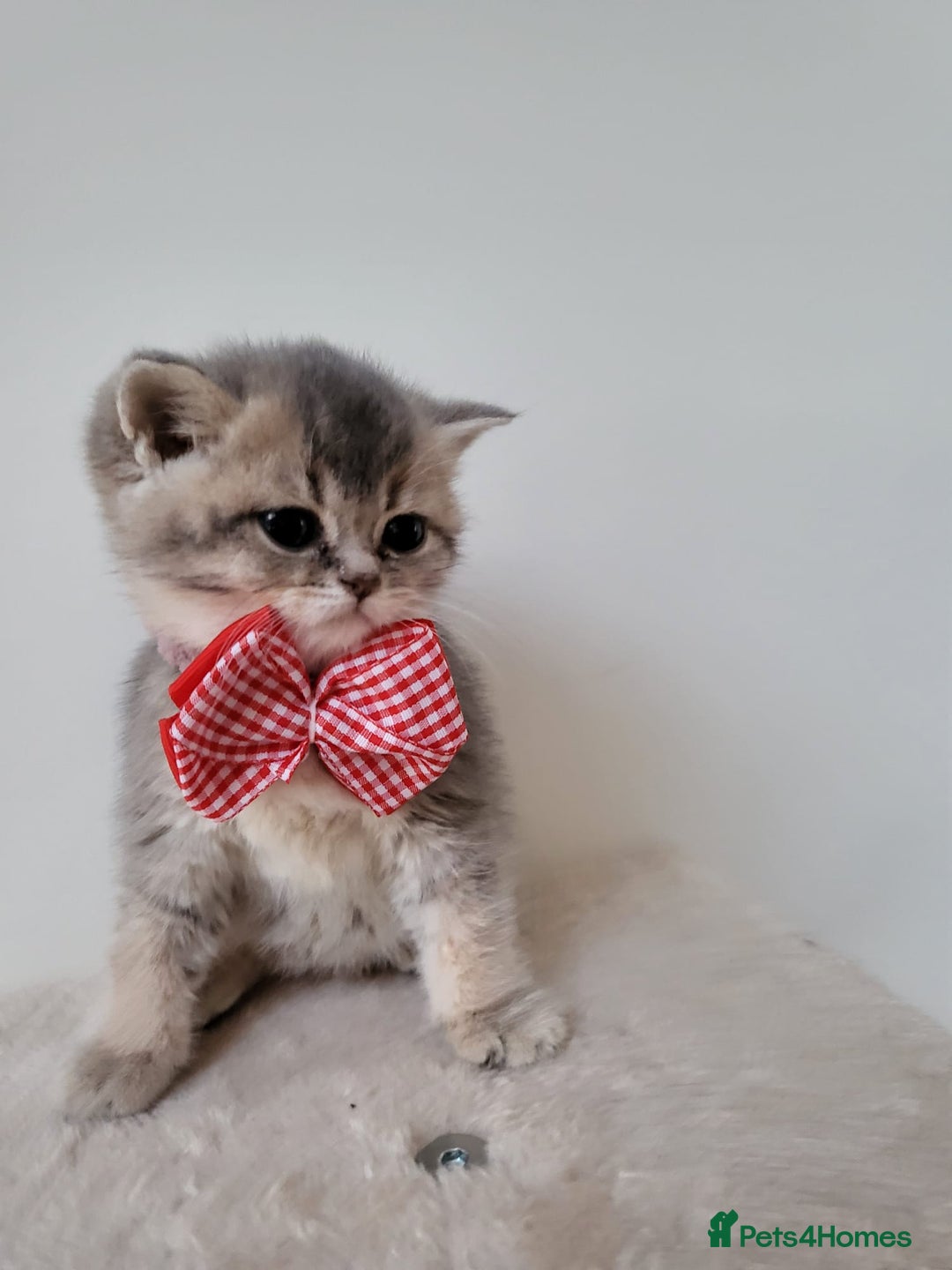 British Shorthair cats for sale:  **  **  **  ** BRITISH SHORTLY **  **  **  **   - Advert 22