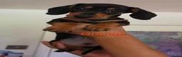 Miniature Dachshund dogs for sale: BLACK/TAN Adorable dachshund puppies for sale😍 - Advert 25