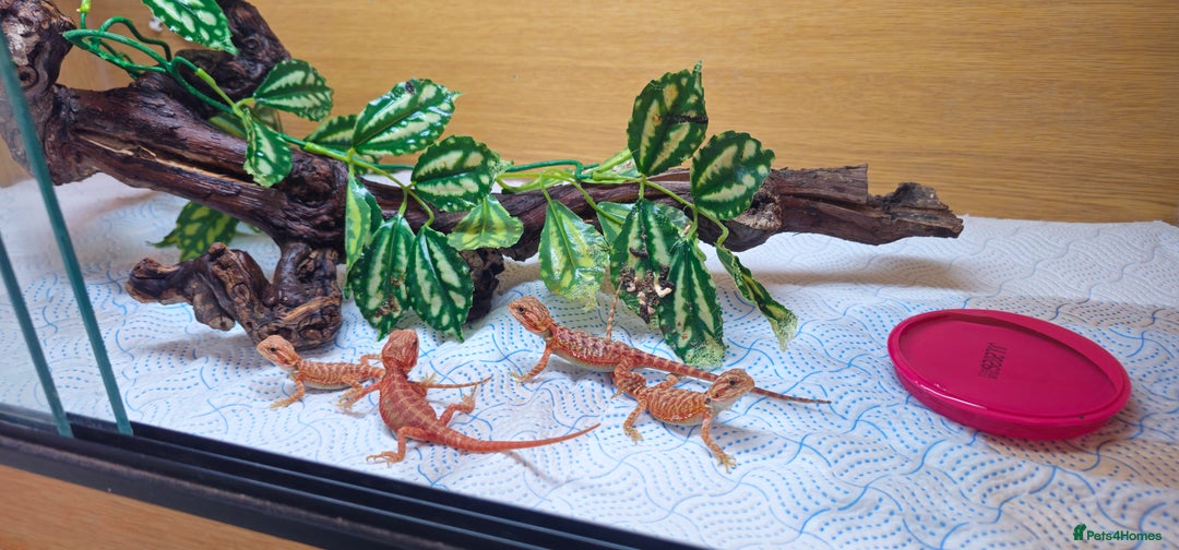 Bearded Dragon reptiles for sale: Red Bearded Dragons  - Image 5