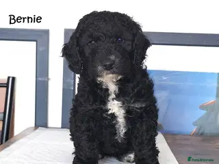 Cockapoo dogs Three beautiful cockapoo boys - Advert 15