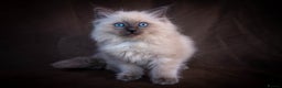 Ragdoll cats for stud: Stunning Blue mitted 'Smokey'  in Bedworth - Advert 6