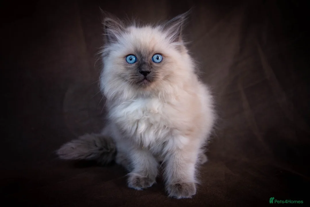 Ragdoll cats for stud: Stunning Blue mitted 'Smokey'  in Bedworth - Advert 6