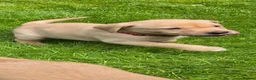 Labrador Retriever dogs for sale: Lovely Chunky Fox Red Labs - Advert 8