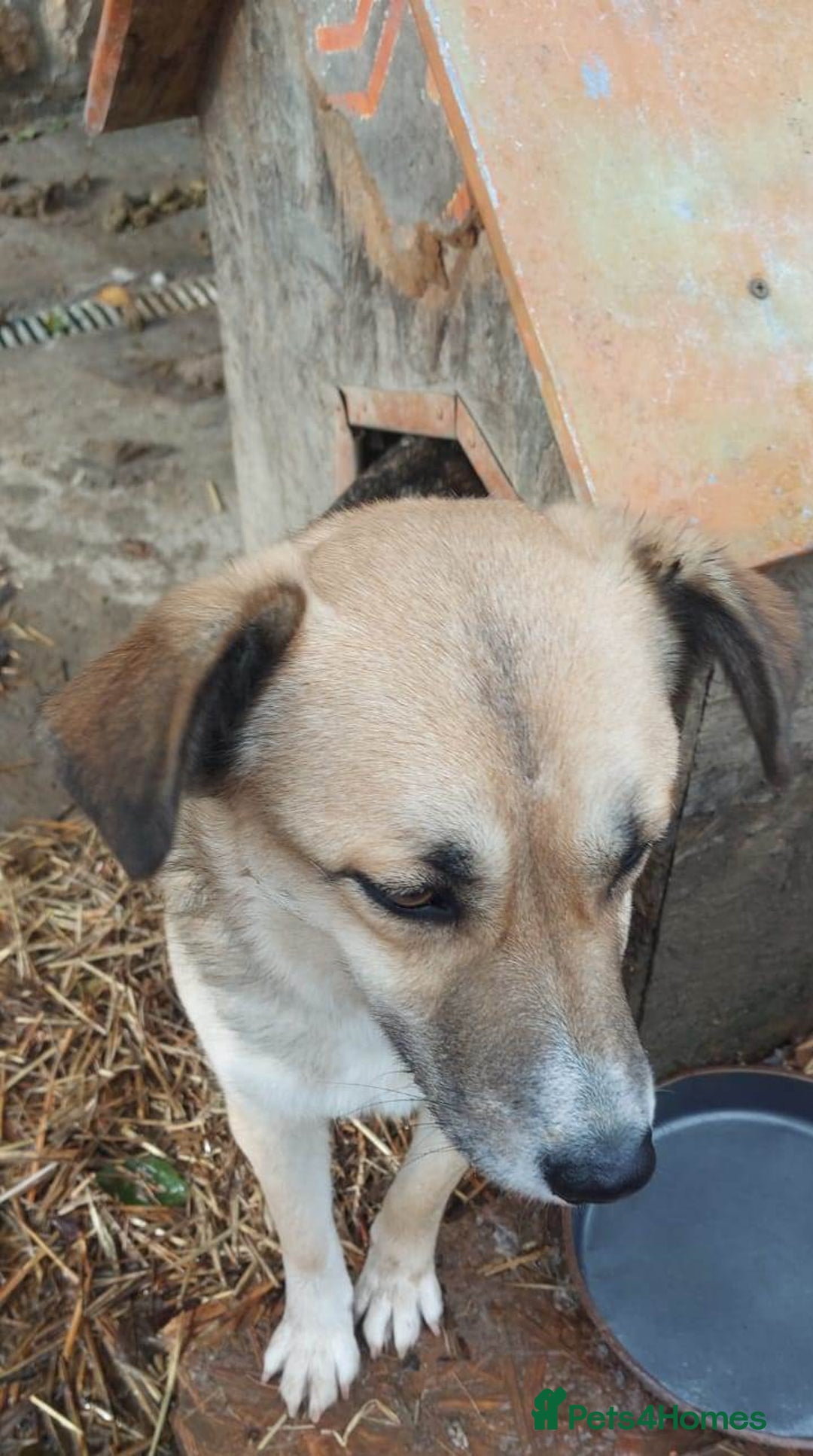 Mixed Breed dogs for adoption: CHLOE - a Lovely mix breed Girl, for a Loving Home - Image 8