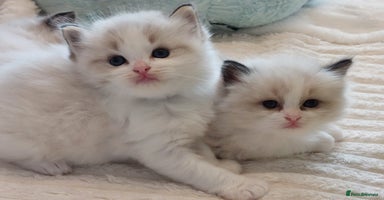 Ragdoll cats Beautiful Ragdoll  kittens raised with ❤️ - Advert 5