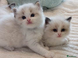 Ragdoll cats Beautiful Ragdoll kittens raised with ❤️ - Advert 5