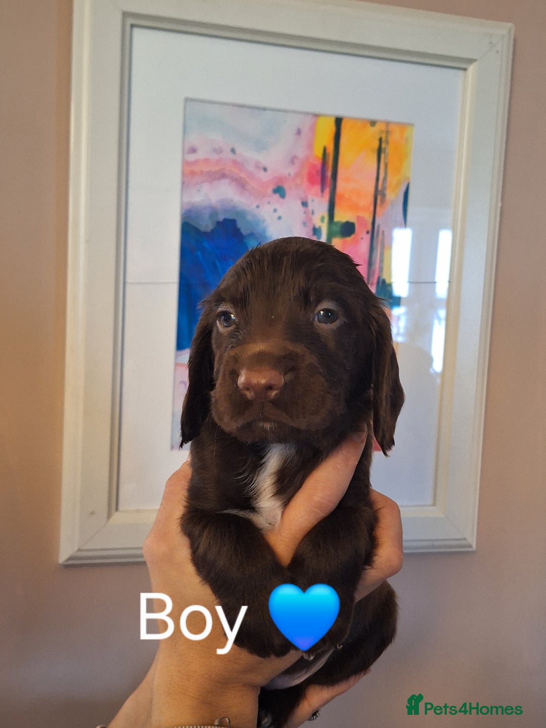 Sprocker dogs for sale: Beautiful Sprocker Spaniel Puppies  - Image 17