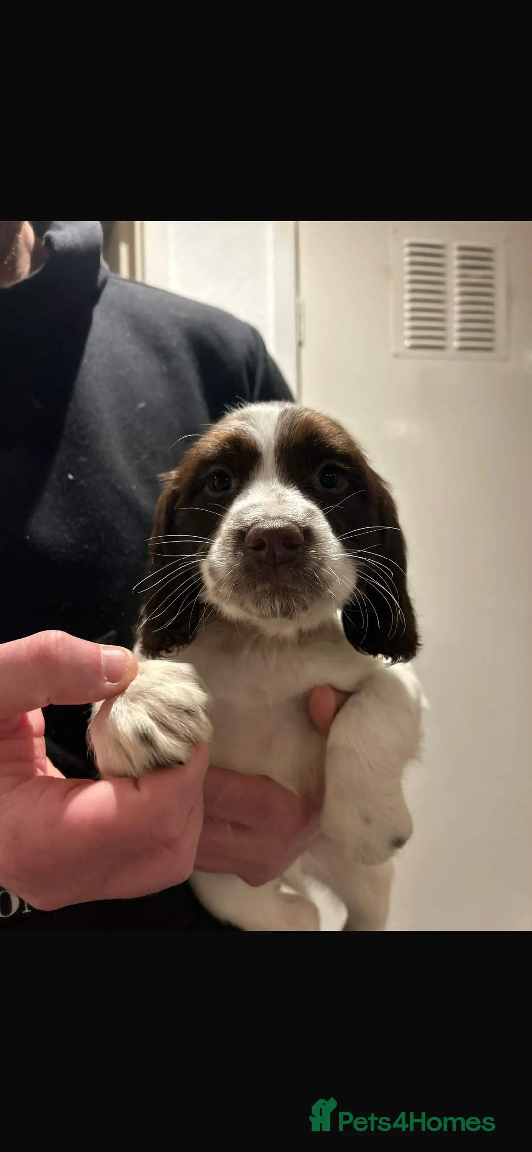 English Springer Spaniel dogs for sale: KC springer spaniel  - Advert 2