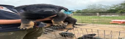 Mixed Breed dogs for sale: Adorable Rottweiler cross German shepherd puppies - Advert 5