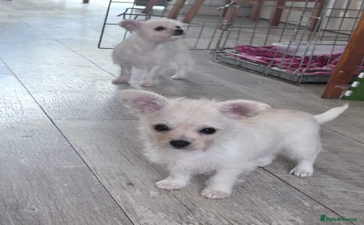 Chipoo dogs Tiny Chihuahua / Asian toy poodle  - Advert 1