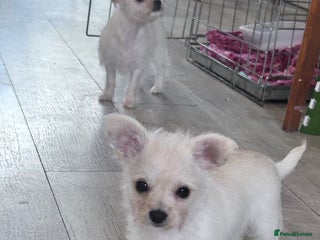 Chipoo dogs Tiny Chihuahua / Asian toy poodle - Advert 2