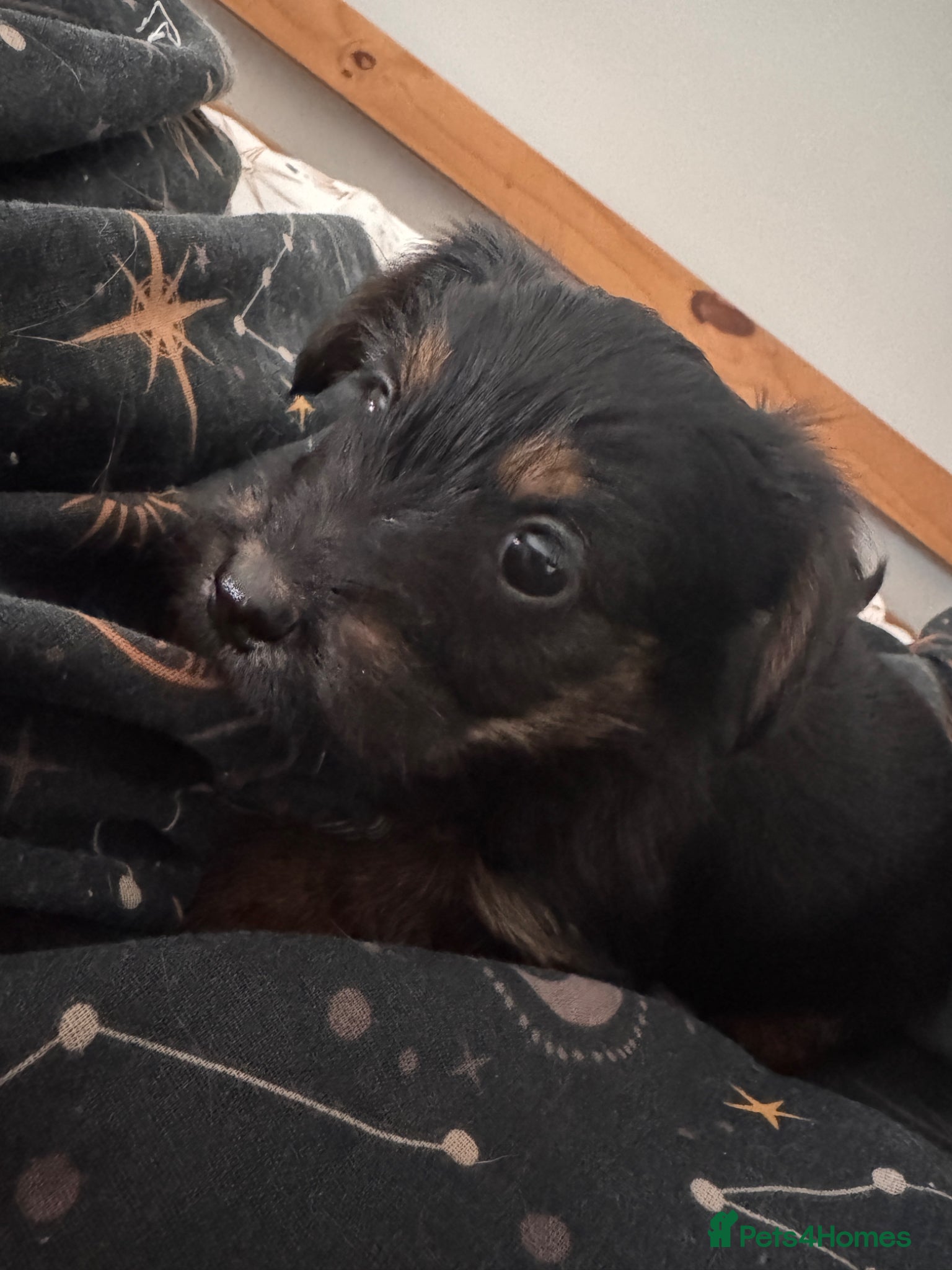 Mixed Breed dogs Yorkshire terierr x jack russel  🐶 550£ - Advert 2