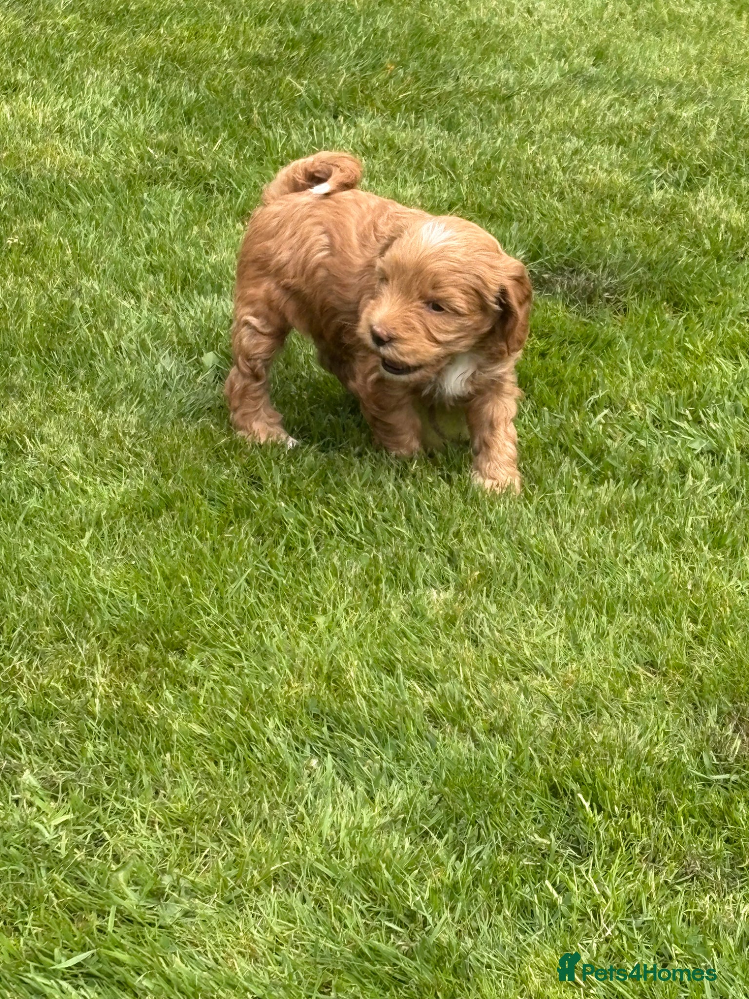 Mixed Breed dogs Tibetan Terrier Poodle x  - Advert 2