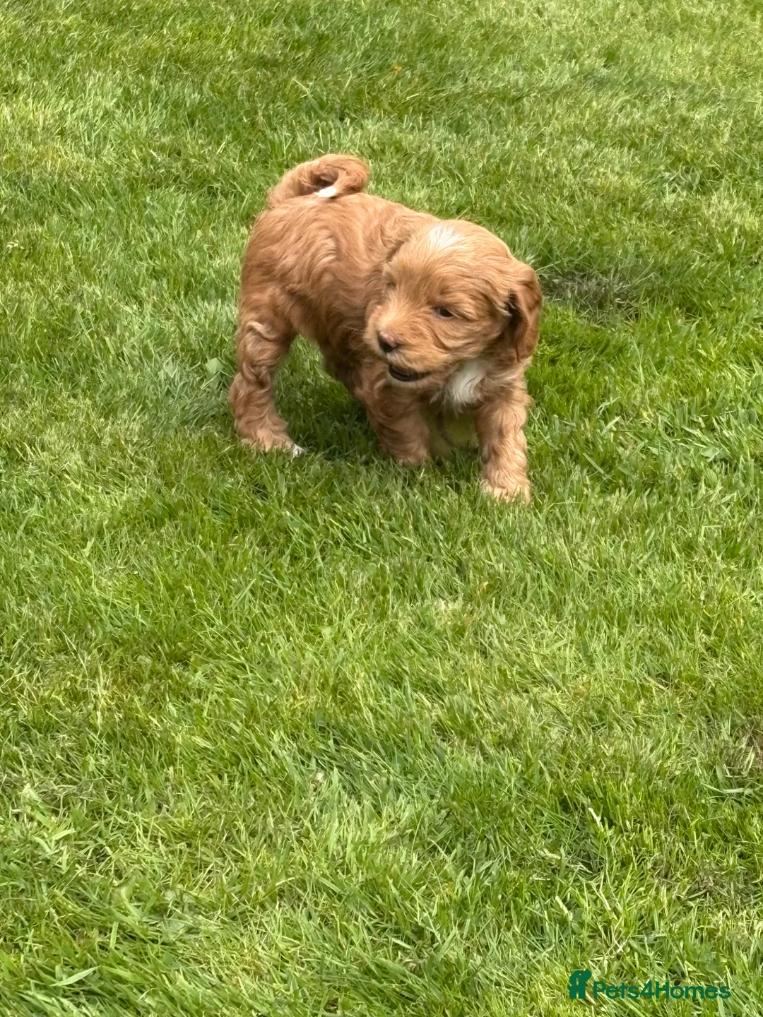 Mixed Breed dogs for sale: Tibetan Terrier surprises  - Advert 2