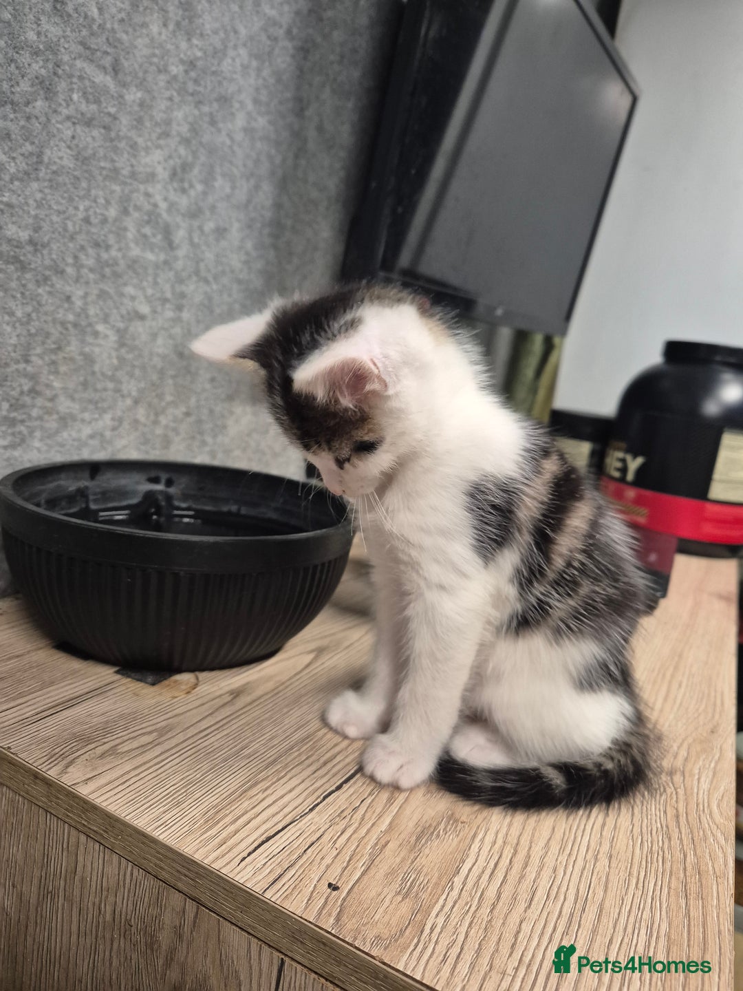 Mixed Breed cats for sale: Cat mix breed  - Advert 6