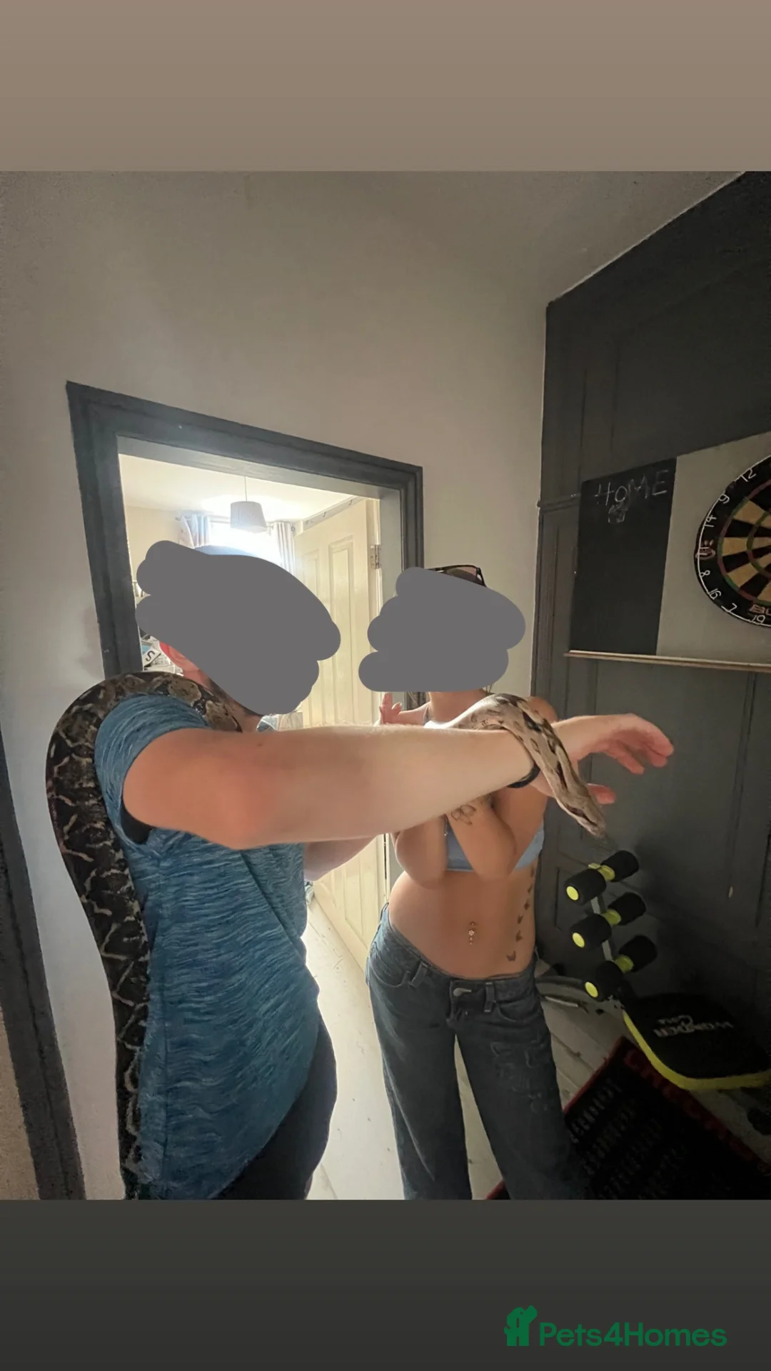 Boa Snake reptiles for sale: lovely red tail boa constrictor for sale  in Southport - Advert 3