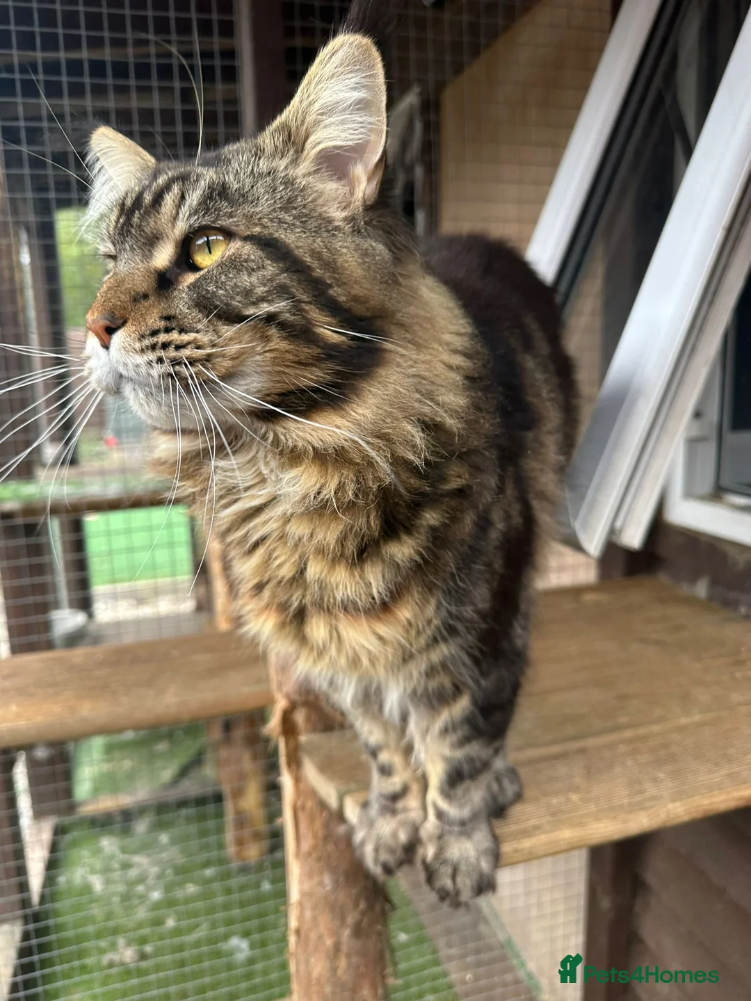Maine Coon cats for sale: Main coon kittens - Advert 7