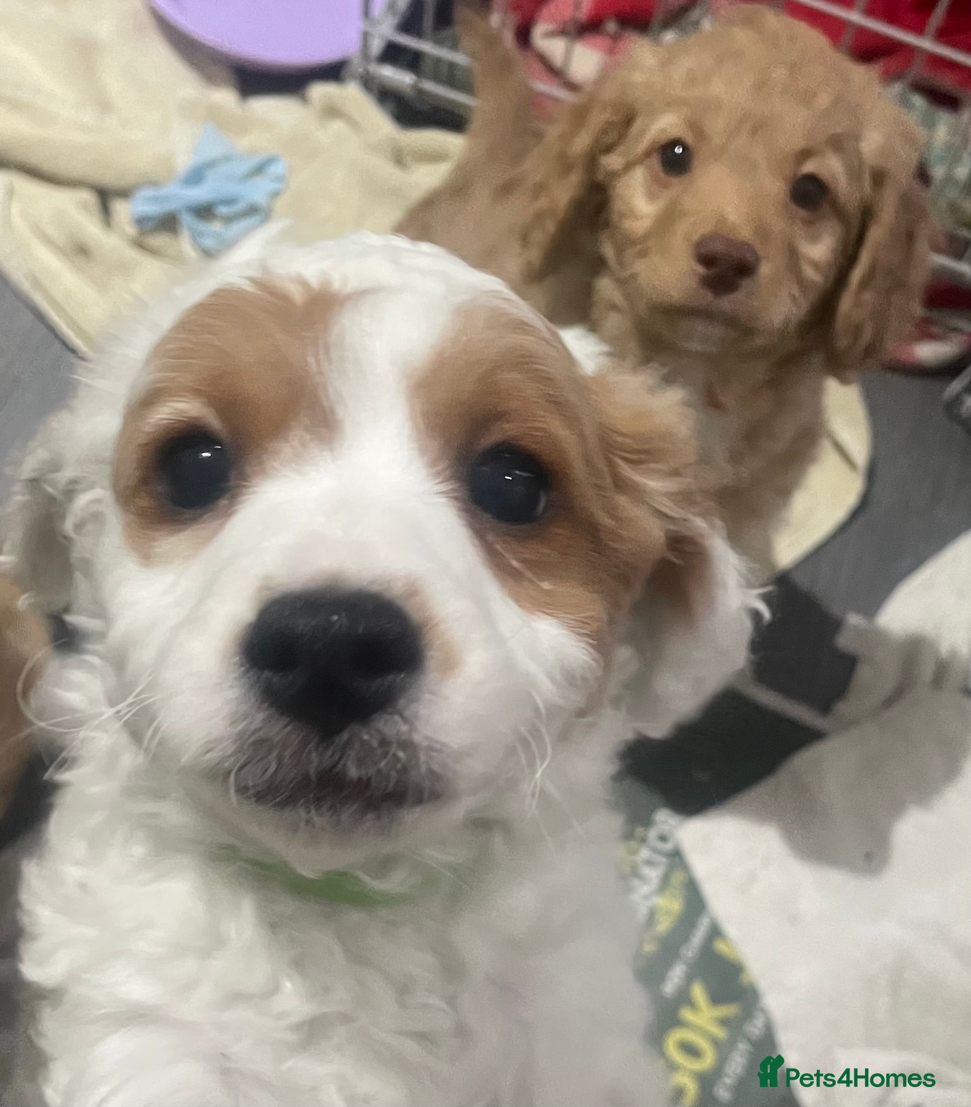 Cavapoo dogs 2 gorgeous cavapoo puppies - Advert 18