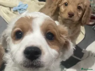 Cavapoo dogs 2 gorgeous cavapoo puppies - Advert 18