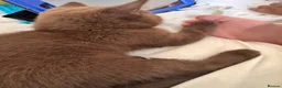 British Shorthair cats for sale: Stunning chocolate baby boy  - Advert 6