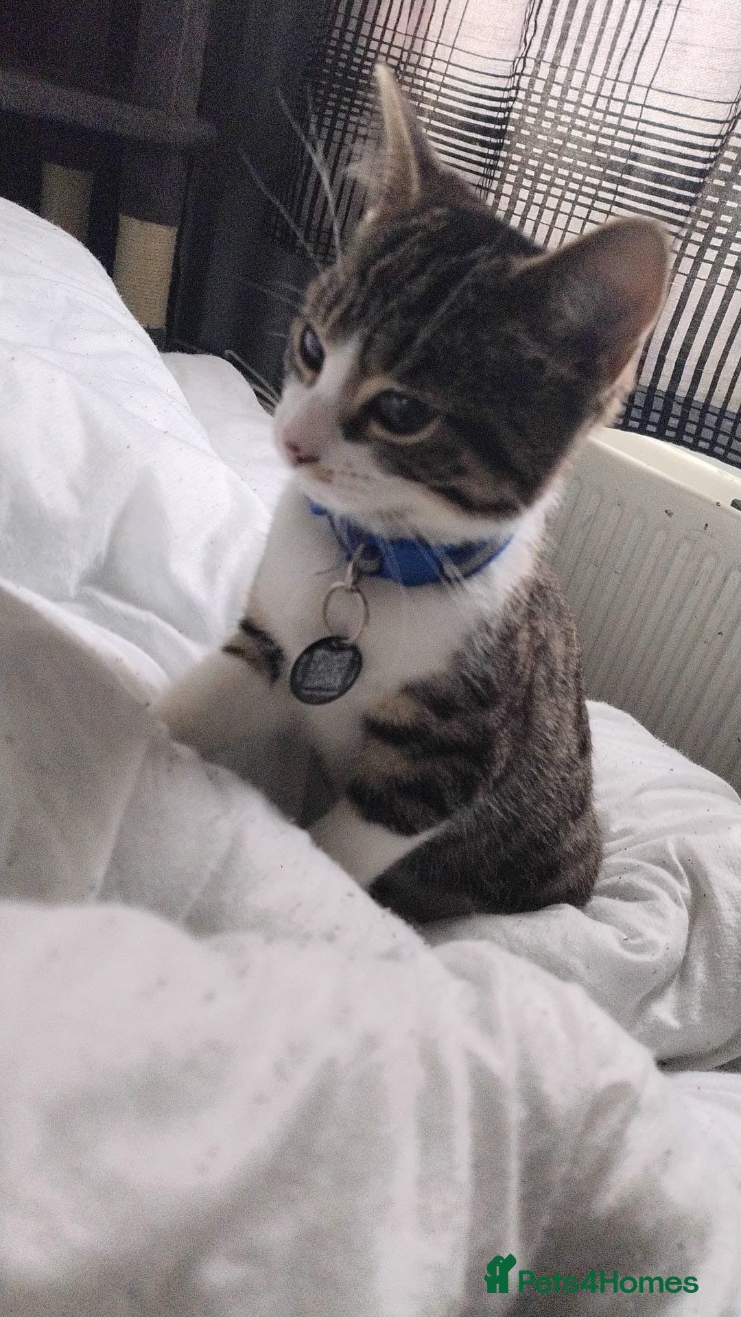 Mixed Breed cats Beautiful mixed tabby kitten  - Advert 3