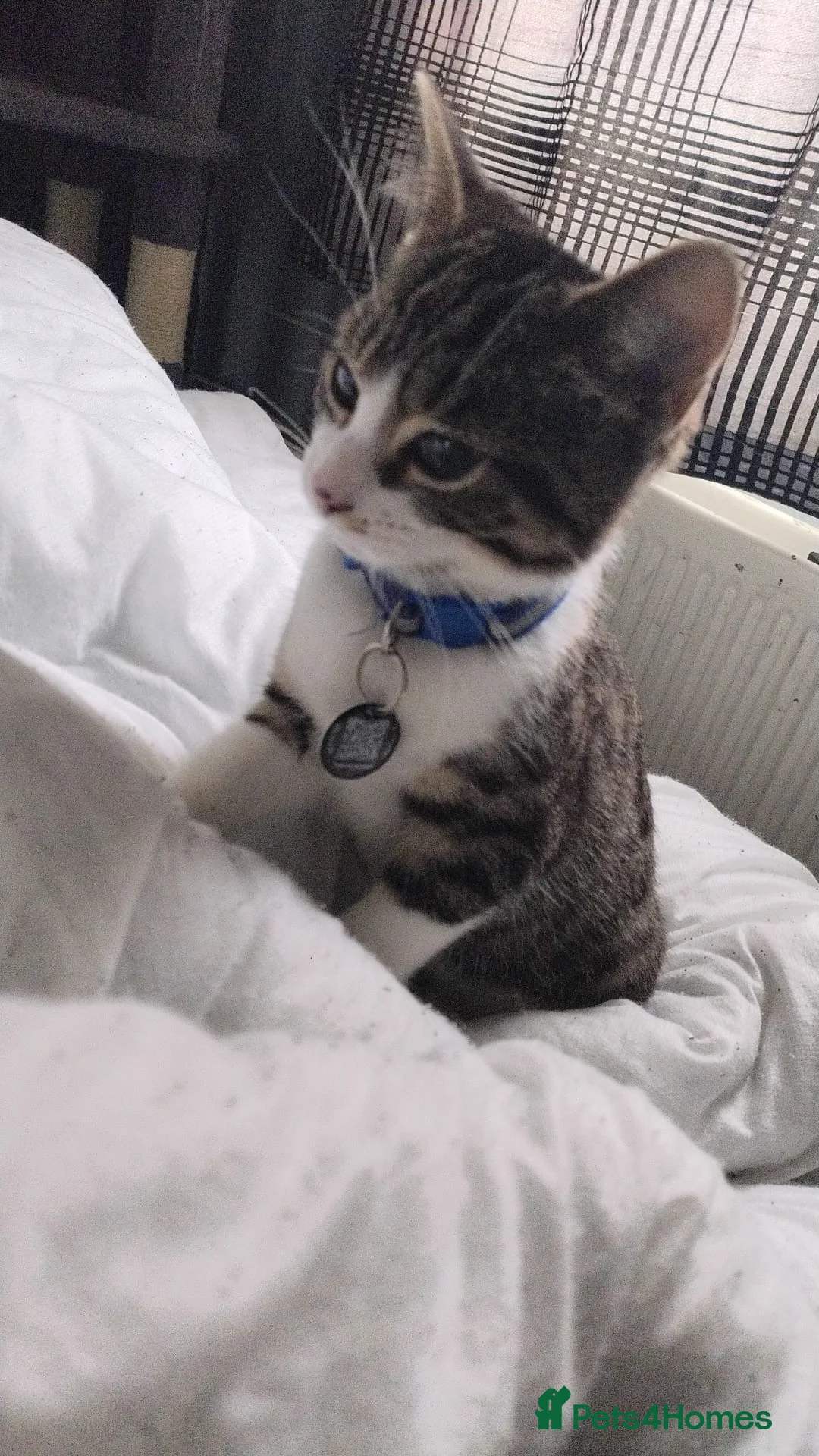 Mixed Breed cats for sale: Beautiful mixed tabby kitten  in Stevenage - Advert 1