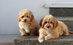 Cavapoo dogs for sale: F1 Cavapoo puppies for sale FULLY VACCINATED - Advert 29