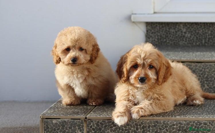 Cavapoo dogs F1 Cavapoo puppies for sale FULLY VACCINATED - Advert 11