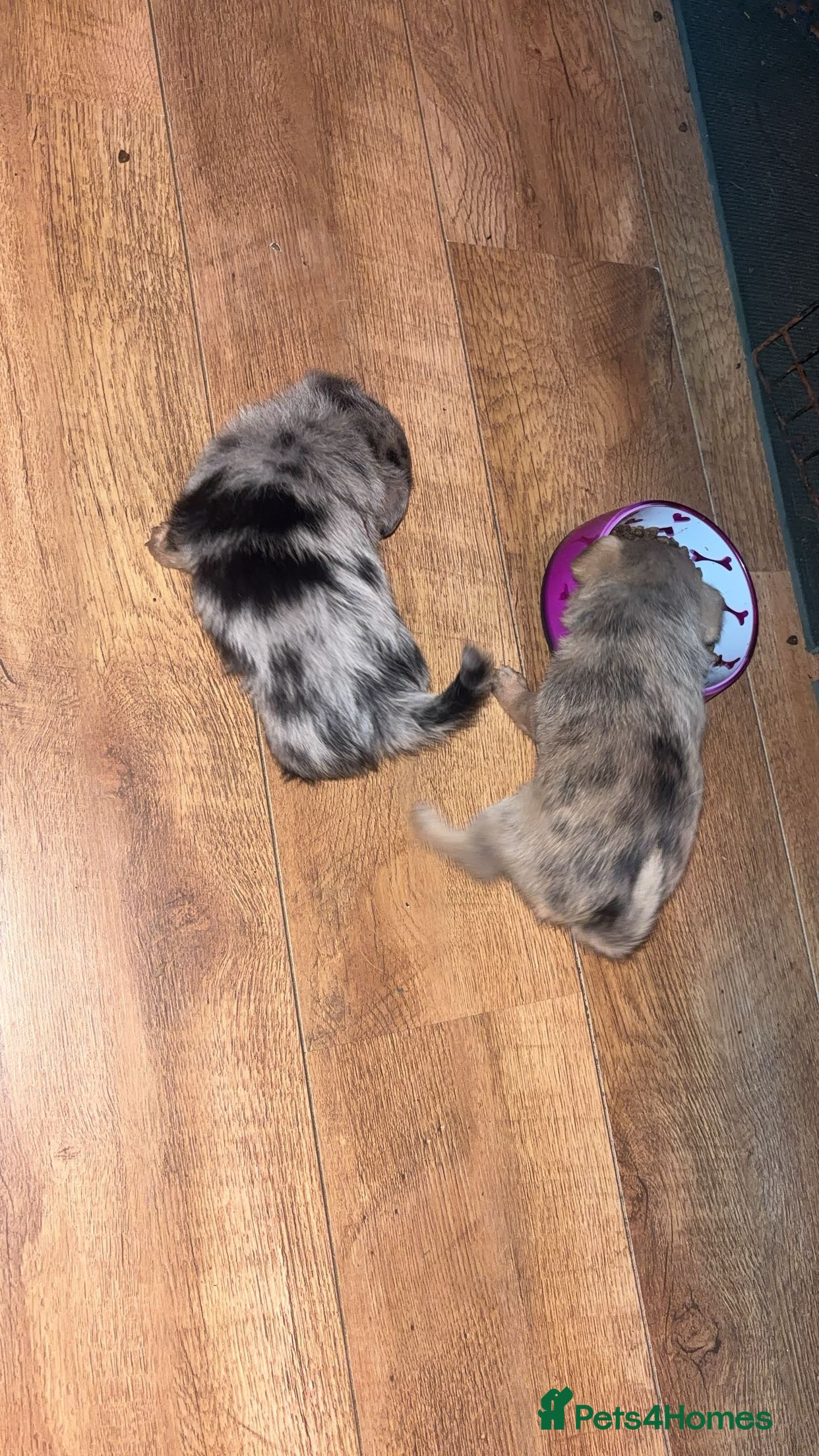 Chihuahua dogs MERLE CHIHUAHUAS 🐶 2 BOYS 1 GIRL STILL AVAILABLE - Advert 1