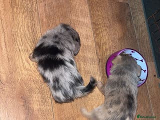 Chihuahua dogs MERLE CHIHUAHUAS 🐶 2 BOYS 1 GIRL STILL AVAILABLE - Advert 1