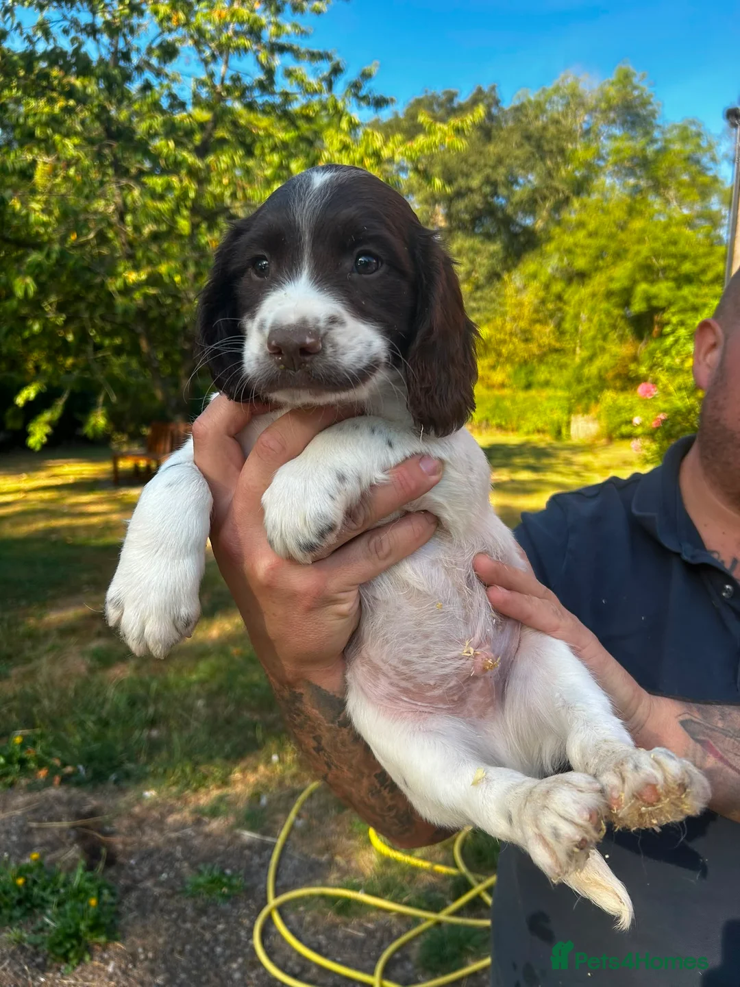 English Springer Spaniel dogs for sale: 5 beautiful English springer spaniel puppies  - Advert 7
