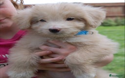 Mixed Breed dogs for sale: F1 Shepadoodle Puppies in Boston - Image 28