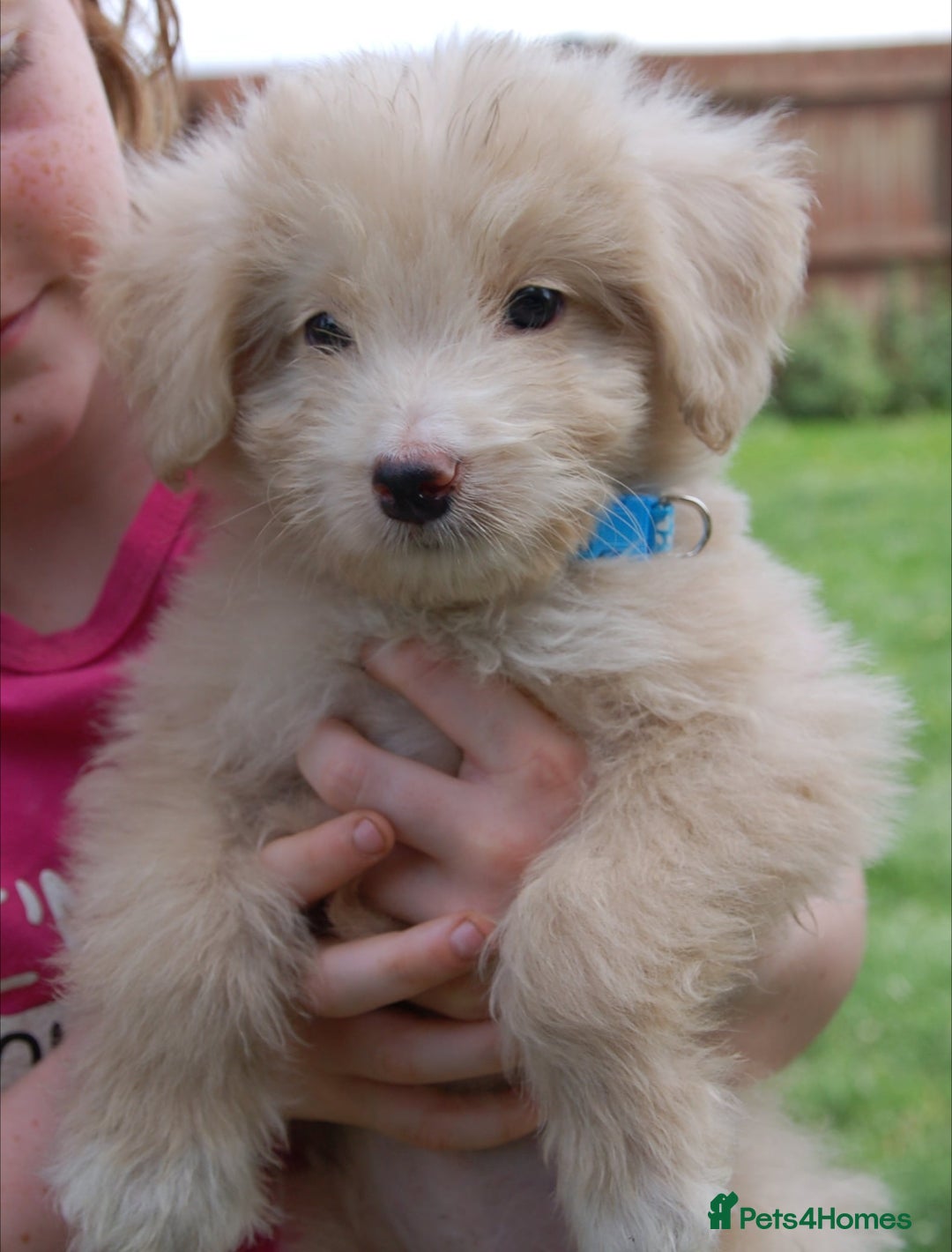 Mixed Breed dogs for sale: F1 Shepadoodle Puppies in Boston - Image 28