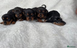Dachshund dogs for sale: Dachshunds - Image 1
